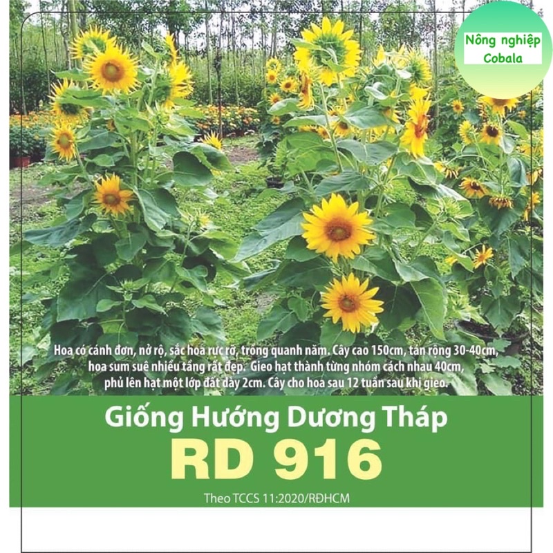 Hạt Giống Hoa Hướng Dương Tháp Siêu Bông (1gr)