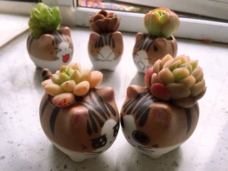 Chậu mini sét theo hình