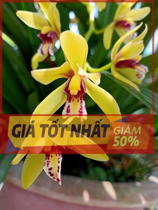 Hoa lan kiếm, Kiếm vị hoàng hàng cây giống cây đẹp, cam kết chất lượng