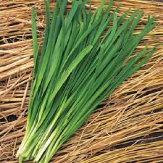 hạt giống hẹ (hẹ lá) - gói 1gr