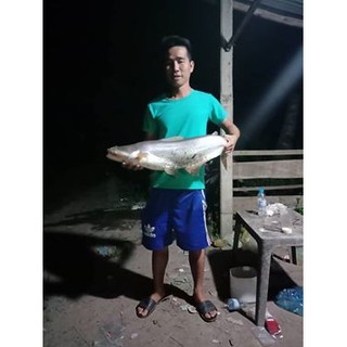 Mồi Câu Cá TRA, TRÊ, CHIM,...