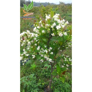 Cherry brazil chịu nhiệt