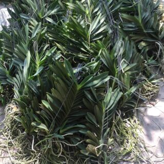 Hoa phong lan  vanda thái hoa tết