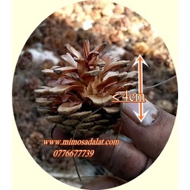 Quả Thông Tự Nhiên