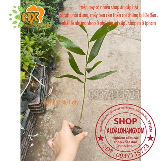 combo 50 cây tràm lai cây giống