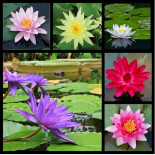 CỦ HOA SÚNG THÁI 1 CỦ