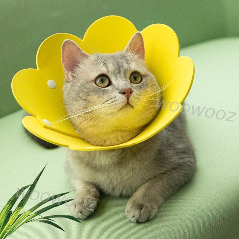 Vòng cổ bảo vệ vết thương cho mèo tiện dụng