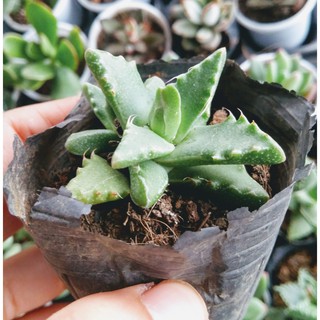 Sen đá hàm cá sấu