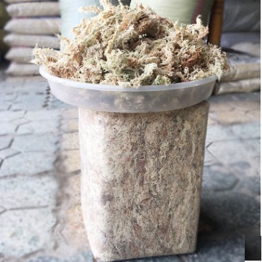 Dớn Chile loại 1- chilemoss