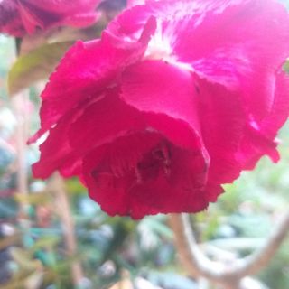Cây sứ thái ghép