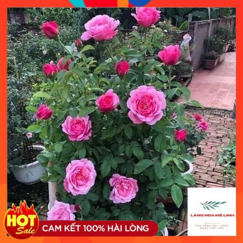 Hoa hồng leo  Soeur Emmanuelle rose   – Hồng leo Pháp hương thơm quyến rũ-Langhoamelinh