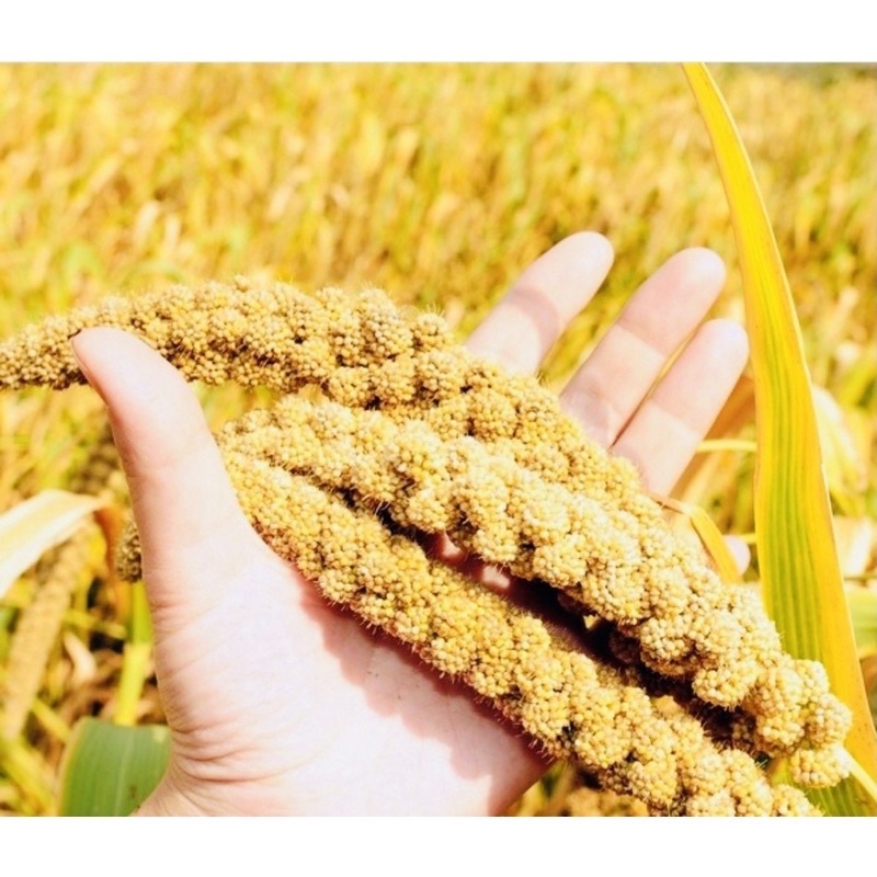 Tách lẻ 100gr hạt kê nếp dẻo ngon tách sạch vỏ - thực đơn ăn dặm cho bé yêu