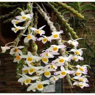 Cây giống Lan Trúc phật bà