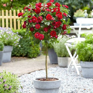Bộ 2 gói hạt giống hoa hồng thân gỗ
