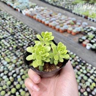 Sedum Hoa Hồng Xanh