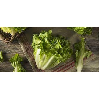 Hạt giống Xà lách ESCAROLE (Xà lách caroll) 2gram cây to, chịu mưa