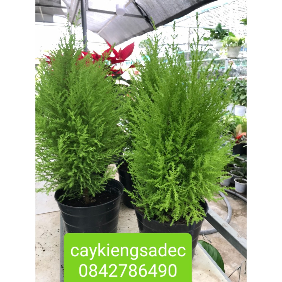 Caykiengsadec- Tùng thơm+tặng phân bón cho cây-hoa lá cây kiểng-