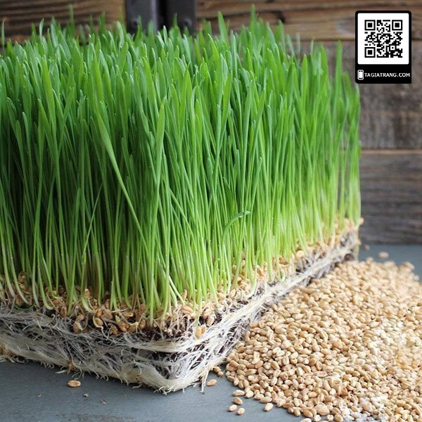 [RẺ VÔ ĐỊCH] Hạt giống mầm lúa mạch - Gói 100g