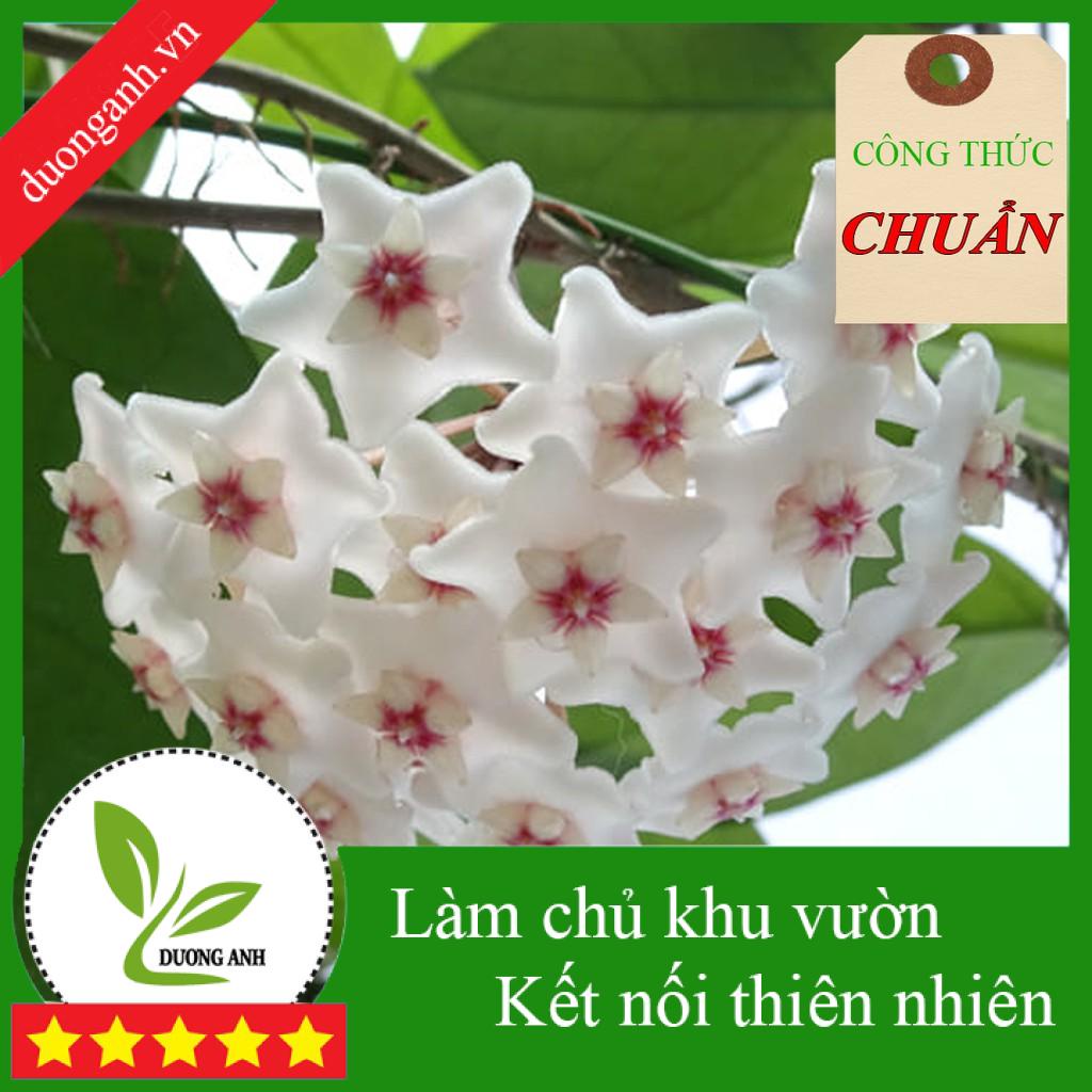 Đất giá thể trồng cẩm cù (Hoya) công thức chuẩn siêu tốt rễ, hoa, mầm [ Nhập mã DUONGANH1 giảm 10% đơn từ 50k ]