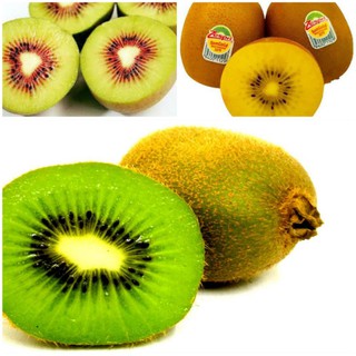 Kiwwi giống nhập khẩu