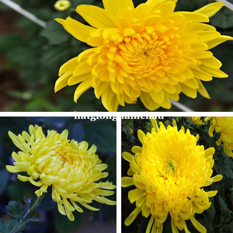 100H - HẠT GIỐNG HOA CÚC VÀNG  NĂM CHÂU