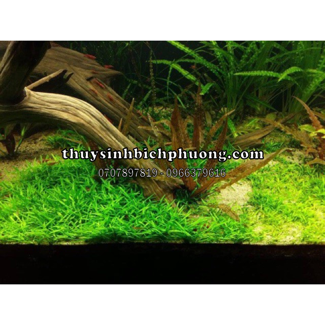 TIÊU THẢO PRAVA MINI - CÂY THỦY SINH PARVA TIỀN CẢNH TRẢI NỀN SIÊU ĐẸP