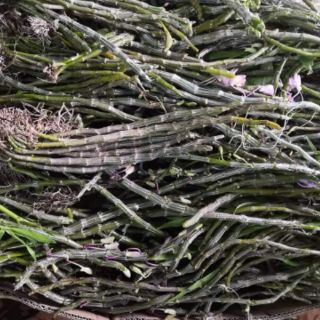 Phong lan long tu đá hoa tím