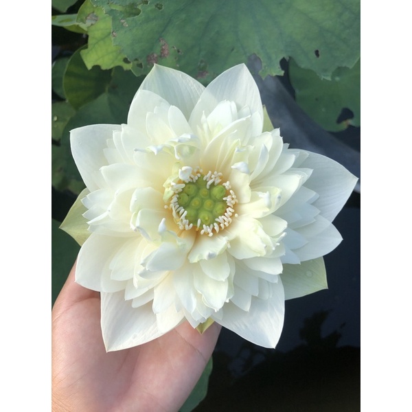 Củ sen Green Cloud