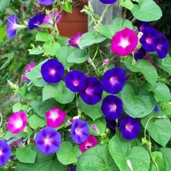 Phân bón lá kích mầm hoa Grow More NPK 10-55-10+TE, dạng bột, lọ 100gr, cho cây trồng - Hàng chính hãng