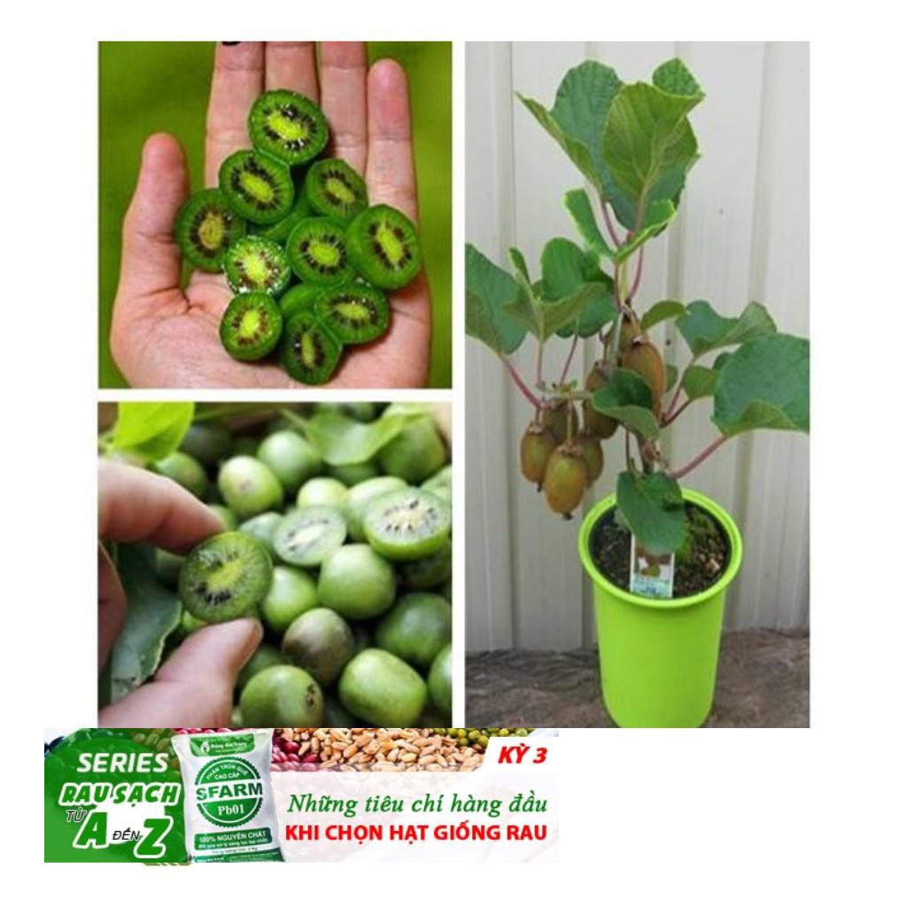 Hạt giống Kiwi lùn - Kiwi bonsai F1 ĐẾN MÙA TRỒNG TẾT