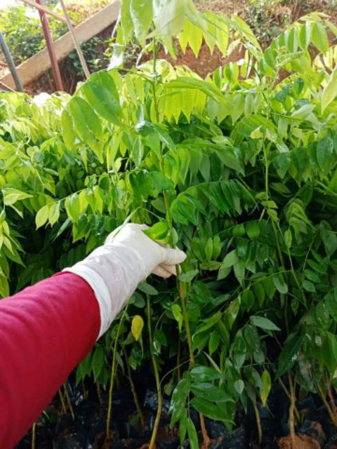 Cây giống sưa đỏ