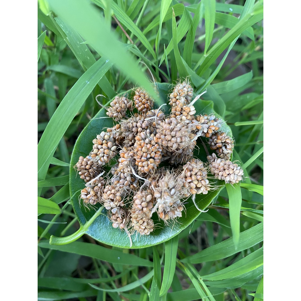 Kê chùm nguyên bông nhà trồng dùng tắm cho bé ngứa rôm sảy - gói 100gr