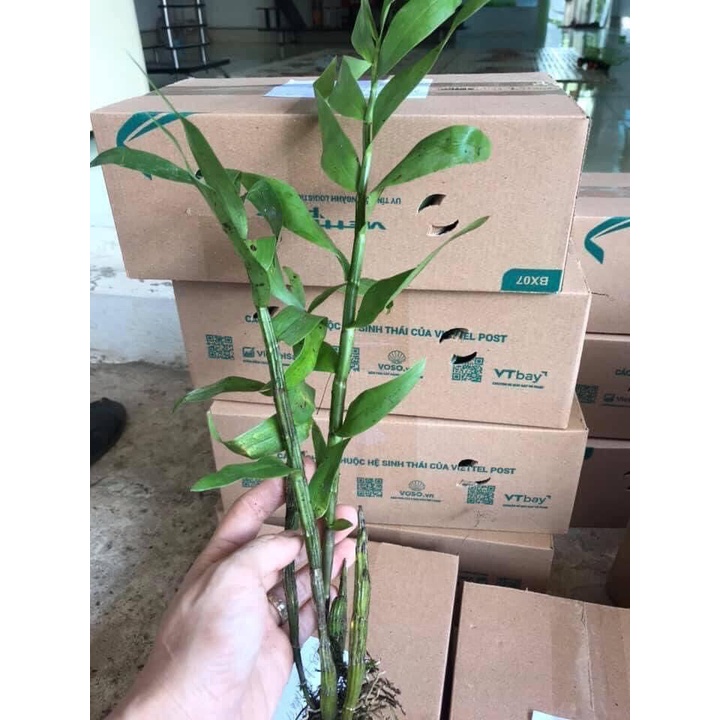 Hoa Lan đại Mỹ nhân HOA TẾT