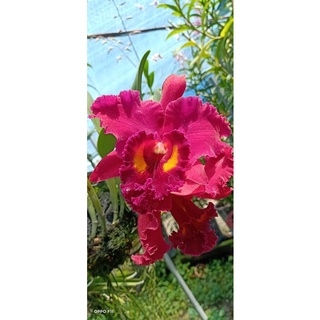 Lan Cattleya chậu lớn đang nụ
