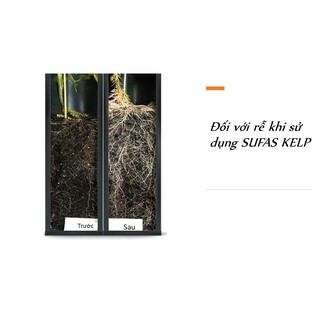 Phân bón lá sinh học SUFAS ĐEN  100ML