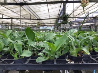 Vũ nữ hoàng hậu mini - nhanh hoa
