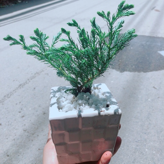 Chậu Tùng Tuyết