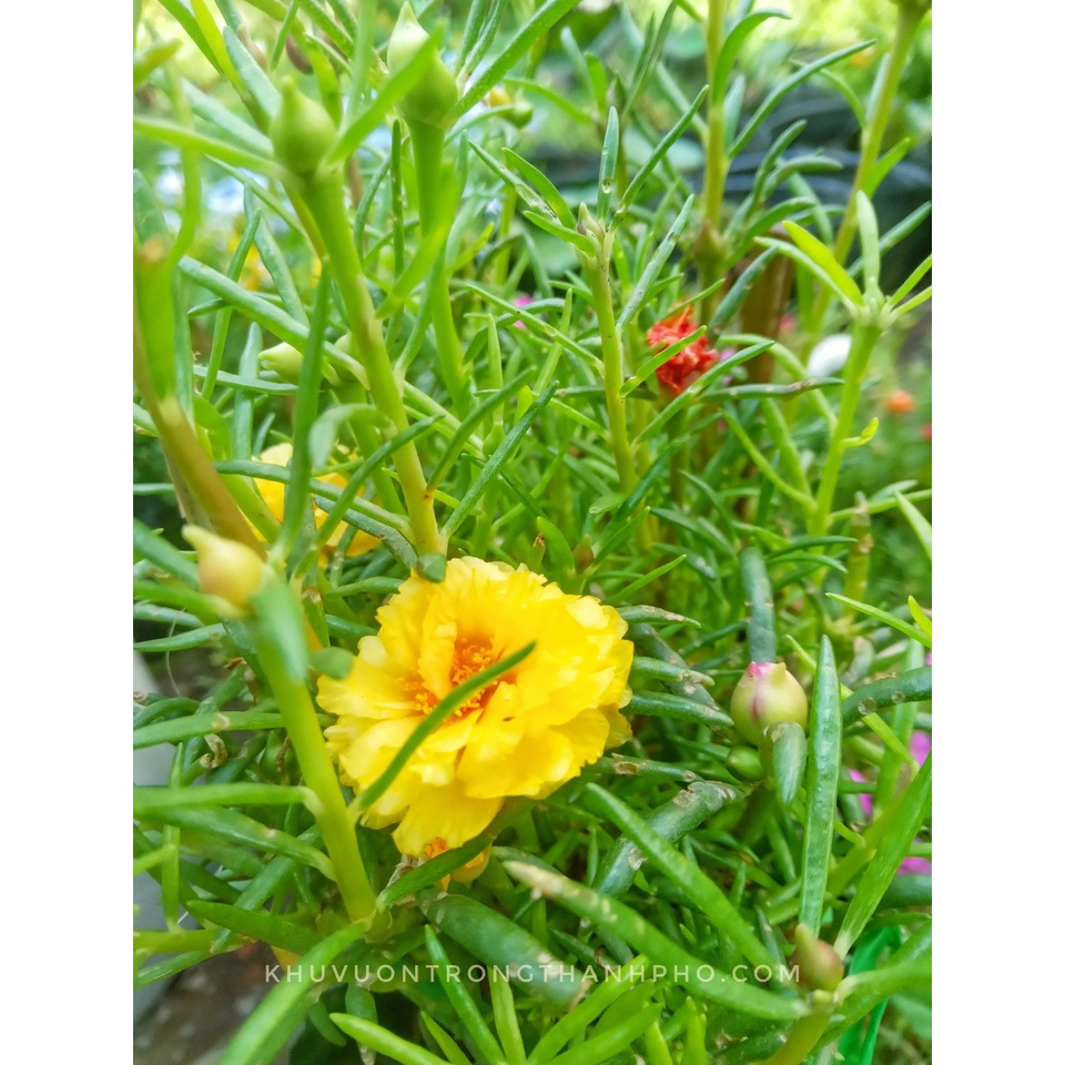Cây hoa mười giờ đang nụ nhỏ