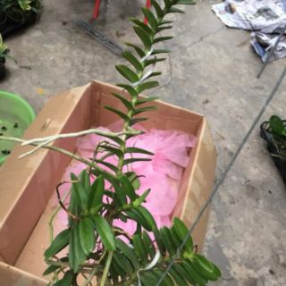 Hoa phong lan cù lao minh