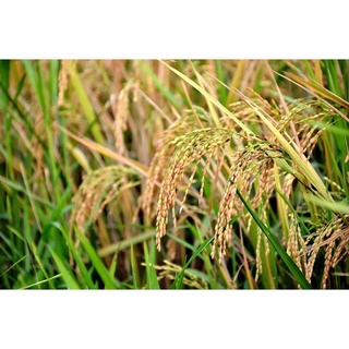 500Gr hạt lúa (thóc) [Paddy Seeds] cho Gà Kiểng, Chim Cảnh hoặc ươm mầm.