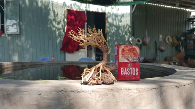 Lũa Bonsai cấy rêu ôm đá. drc