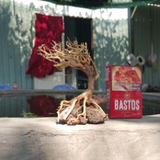 Lũa Bonsai cấy rêu ôm đá.( 13,7,15 cm) drc