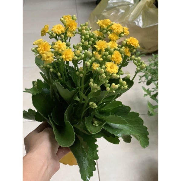 Sống đời kép các màu