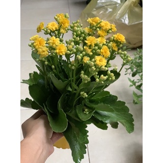 Sống đời kép các màu