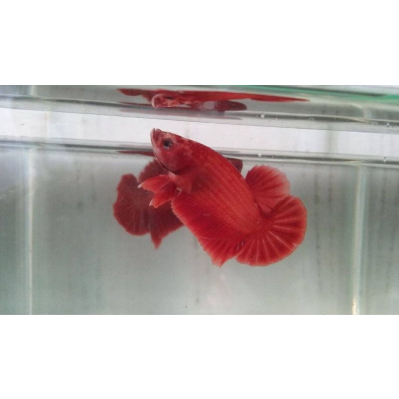 1Cặp BETTA trống mái size vừa tặng thức ăn giao ngẫu nhiên