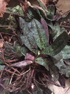 Hài giáp