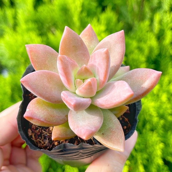 Sen đá đỏ lá dài 5-7cm - Vườn sen đá