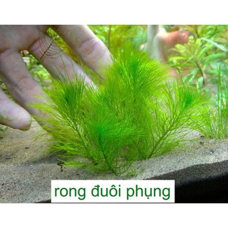 rong đuôi phụng- 6pcs