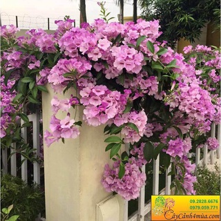 Cây hoa leo lan tỏi