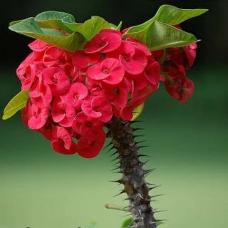 Cây 🌲 Sương Rồng Bác Tiên... đang hoa